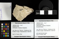 Foto (Objekt + Etiketten) von Goniodromites sp. 